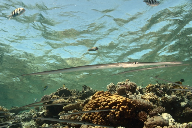 Fistularia Commersonii